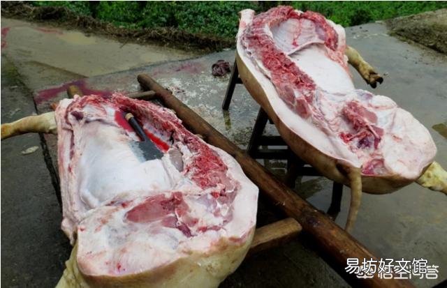 在农村人们杀猪为何总会保留猪苦胆?猪苦胆有什么用?