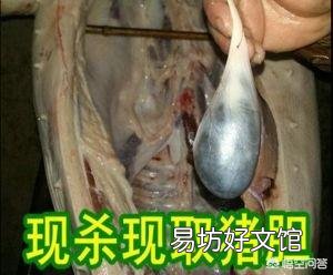 在农村人们杀猪为何总会保留猪苦胆?猪苦胆有什么用?