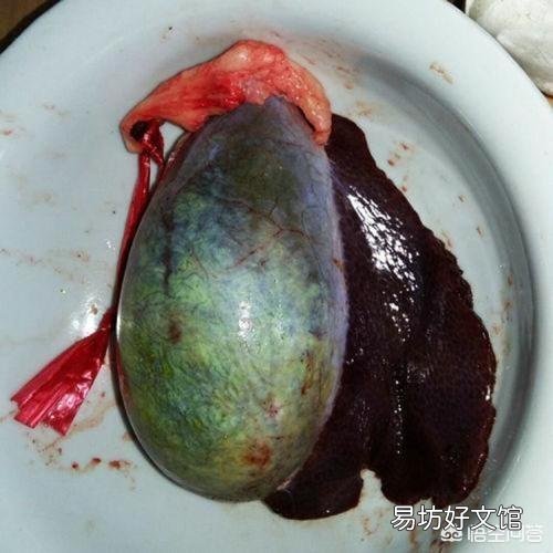 在农村人们杀猪为何总会保留猪苦胆?猪苦胆有什么用?