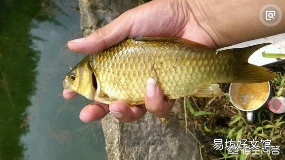 为什么高山上蓄着水的水泥池子里时间长了会有鱼?