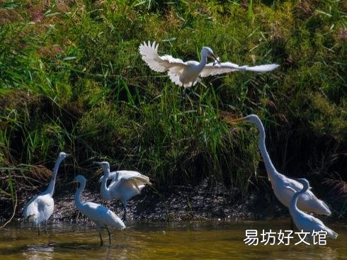 为什么高山上蓄着水的水泥池子里时间长了会有鱼?