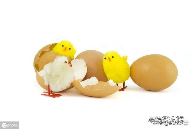 母鸡下的双黄蛋真的能孵出两只小鸡吗?双黄蛋是不是更有营养?