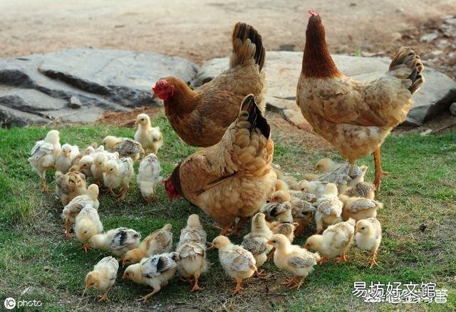 母鸡下的双黄蛋真的能孵出两只小鸡吗?双黄蛋是不是更有营养?