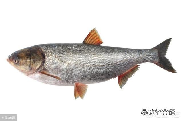 鲢鱼味道鲜美，为什么农村人不爱吃鲢鱼？
