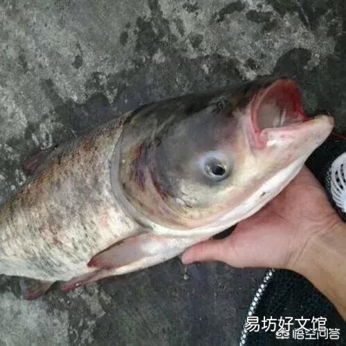 鲢鱼味道鲜美，为什么农村人不爱吃鲢鱼？