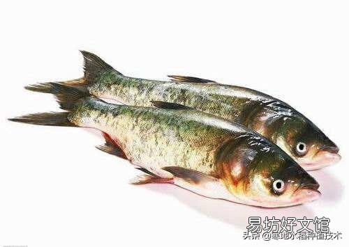 鲢鱼味道鲜美，为什么农村人不爱吃鲢鱼？