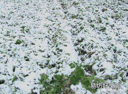 农村老俗语“九里热春里寒,九里寒春里暖”是什么意思?可以预测倒春寒吗?