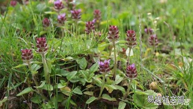 农村常见的夏枯草，有什么药用价值？