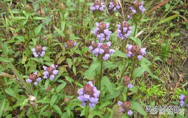 农村常见的夏枯草，有什么药用价值？