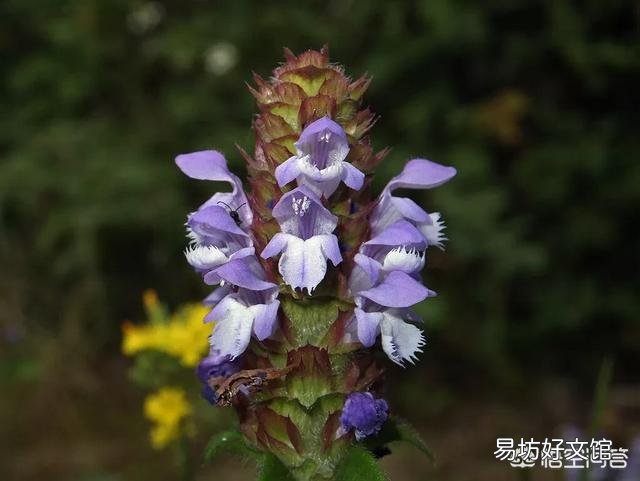 农村常见的夏枯草，有什么药用价值？