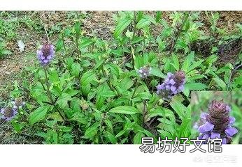 农村常见的夏枯草，有什么药用价值？