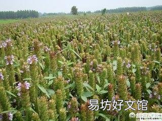 农村常见的夏枯草，有什么药用价值？