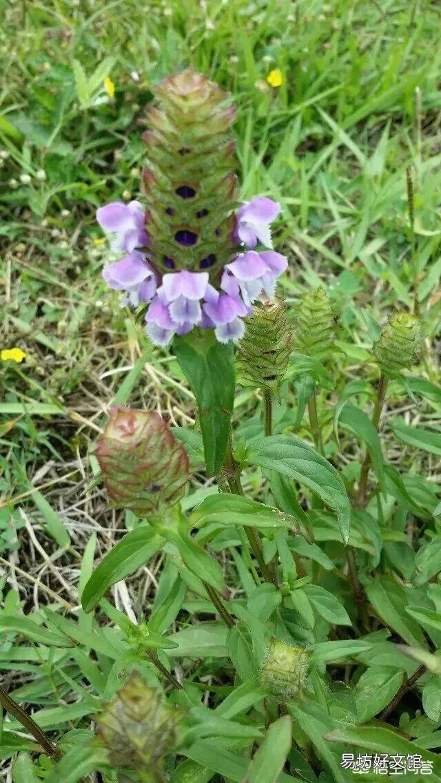 农村常见的夏枯草，有什么药用价值？