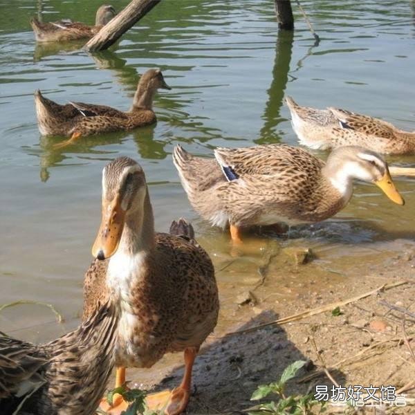 农村里面养鸭子用什么方法？在哪里养殖比较好？