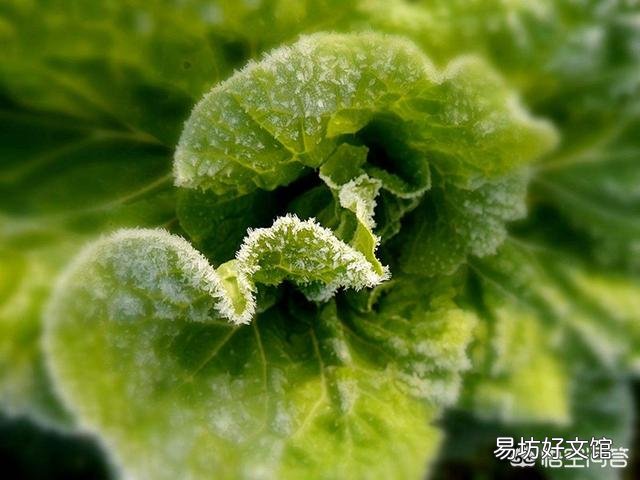为什么有些蔬菜在经过几次霜落之后会更好吃？