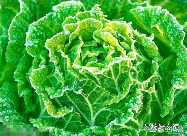 为什么有些蔬菜在经过几次霜落之后会更好吃？