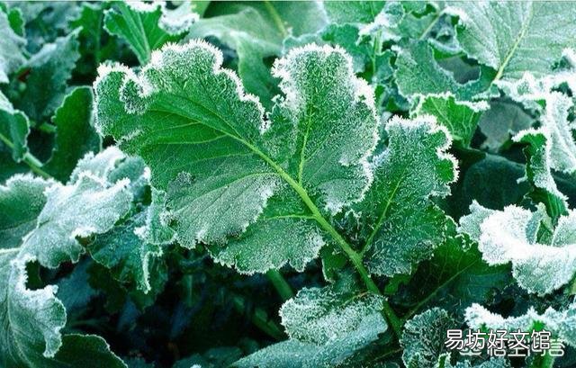为什么有些蔬菜在经过几次霜落之后会更好吃？