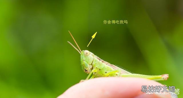 農村老話常說“秋后的螞蚱，蹦跶不了幾天”，那秋后的螞蚱都去哪了？
