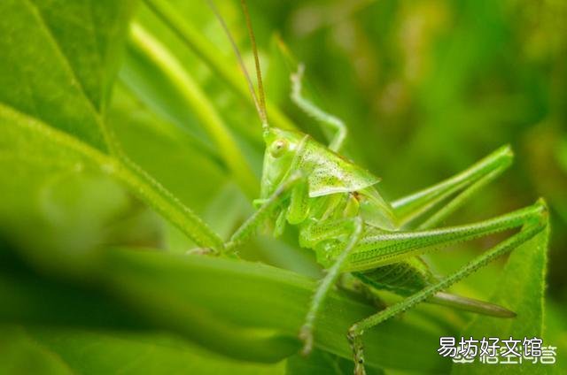 農村老話常說“秋后的螞蚱，蹦跶不了幾天”，那秋后的螞蚱都去哪了？
