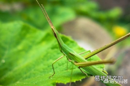 農村老話常說“秋后的螞蚱，蹦跶不了幾天”，那秋后的螞蚱都去哪了？