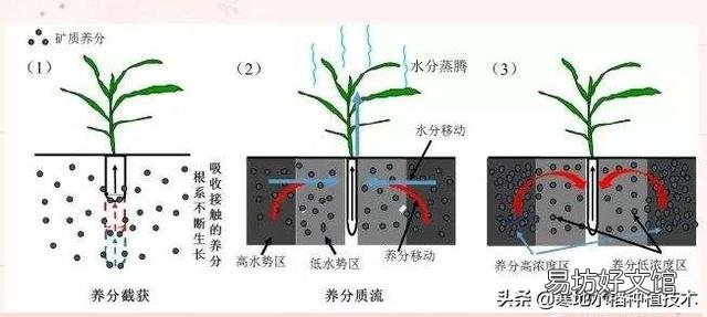 在农村种植时，下雨时撒肥料有什么好处？