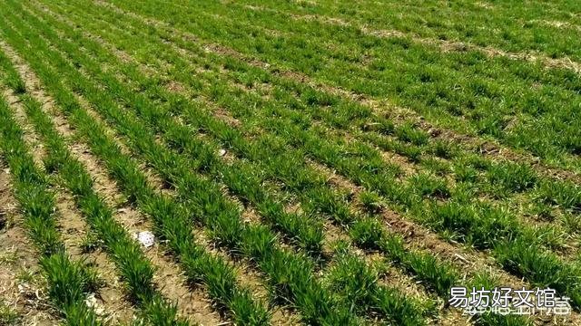 在农村种植时，下雨时撒肥料有什么好处？