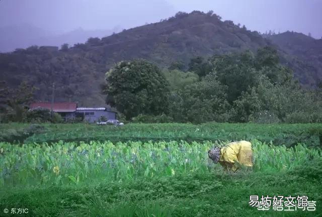 在农村种植时，下雨时撒肥料有什么好处？