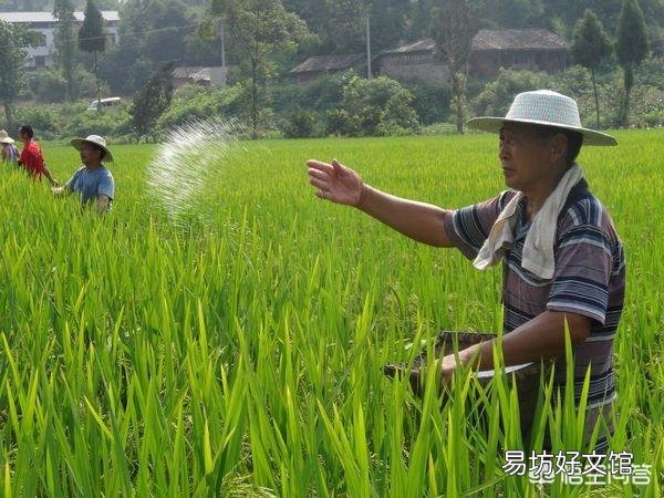 在农村种植时，下雨时撒肥料有什么好处？