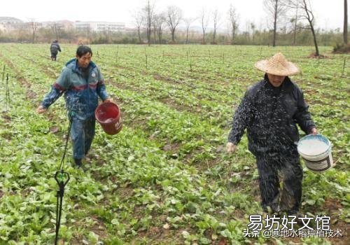 在农村种植时，下雨时撒肥料有什么好处？