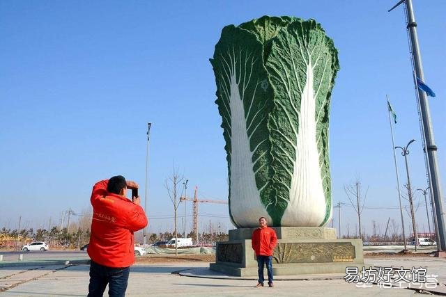 种植大白菜如何进行捆绑?需要注意哪些?