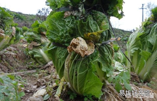 种植大白菜如何进行捆绑?需要注意哪些?