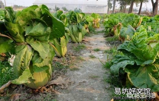 种植大白菜如何进行捆绑?需要注意哪些?