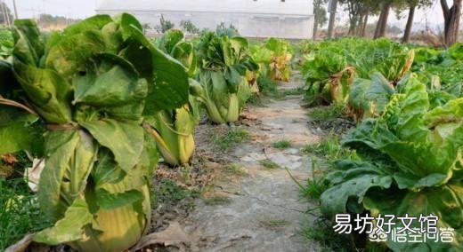 种植大白菜如何进行捆绑?需要注意哪些?