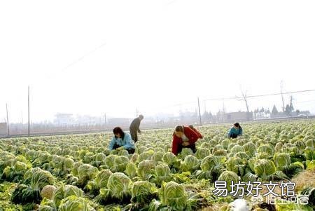 种植大白菜如何进行捆绑?需要注意哪些?
