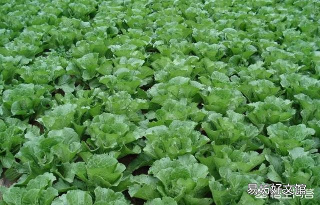 种植大白菜如何进行捆绑?需要注意哪些?
