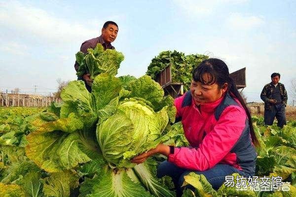 种植大白菜如何进行捆绑?需要注意哪些?