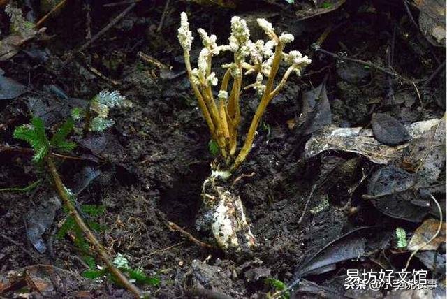 金蝉花的种植方法是怎样的？