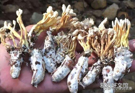 金蝉花的种植方法是怎样的？