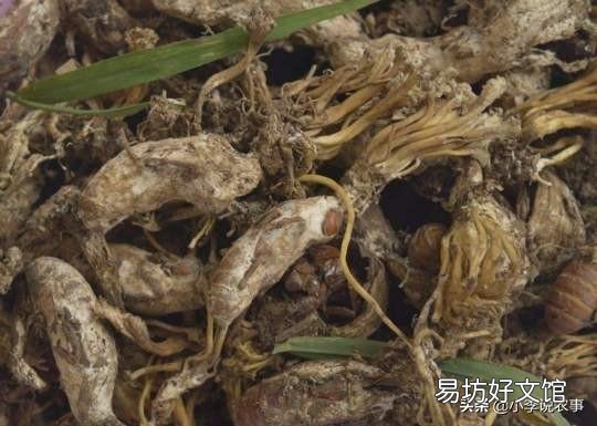 金蝉花的种植方法是怎样的？