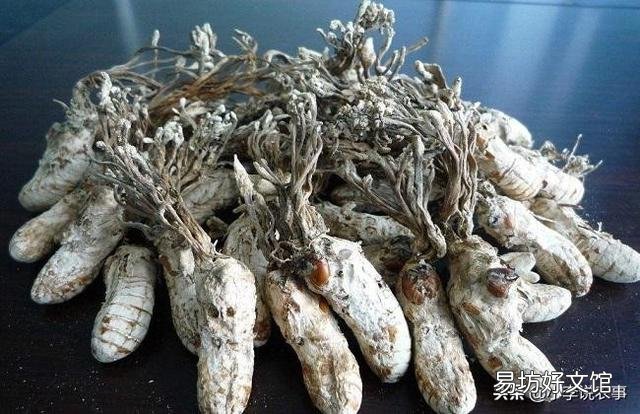 金蝉花的种植方法是怎样的？