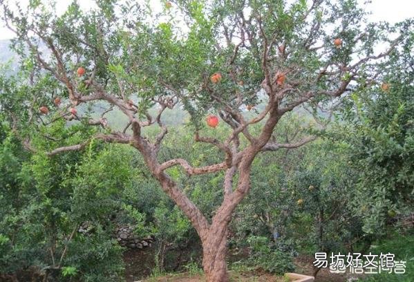 石榴树过冬经常被冻死,怎么防治?