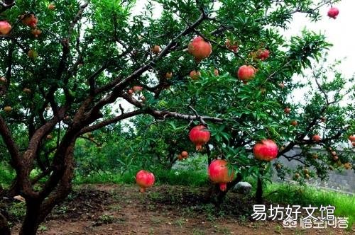 石榴树过冬经常被冻死,怎么防治?