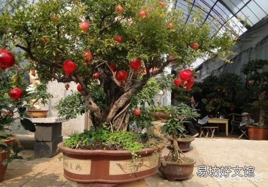 石榴树过冬经常被冻死,怎么防治?