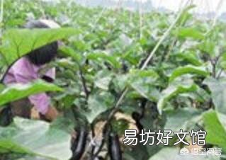 种植茄子夏季如何做好管理？