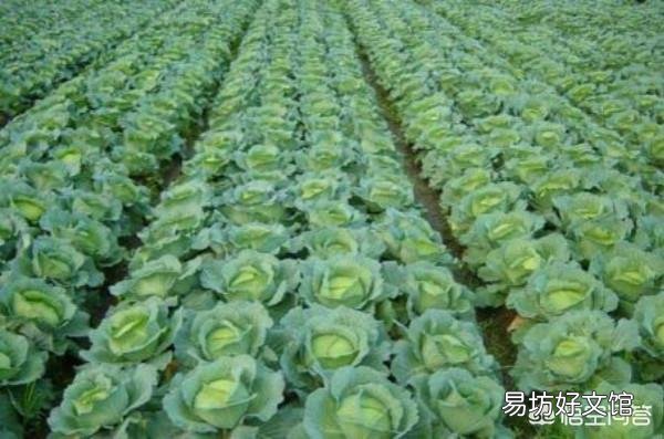 青菜菜青蟲怎么防治？