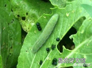 青菜菜青蟲怎么防治？