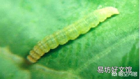 青菜菜青蟲怎么防治？
