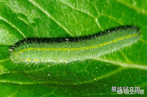 青菜菜青蟲怎么防治？