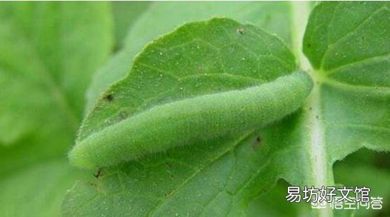 青菜菜青蟲怎么防治？