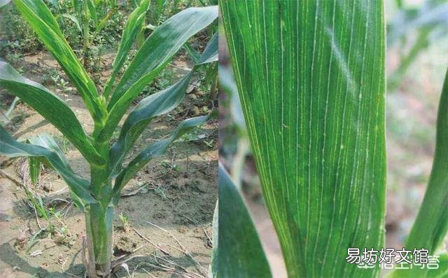 玉米如何预防粗缩病?